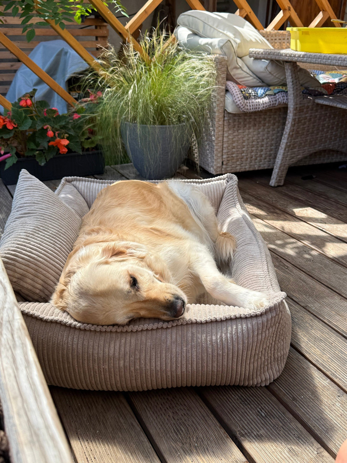 Chien et canapé : protéger vos meubles sans le priver de confort