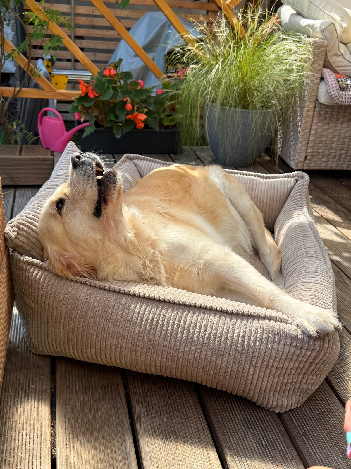 Canapé pour chien Lodie en velours côtelé vert, avec accoudoirs et dossier rembourrés
