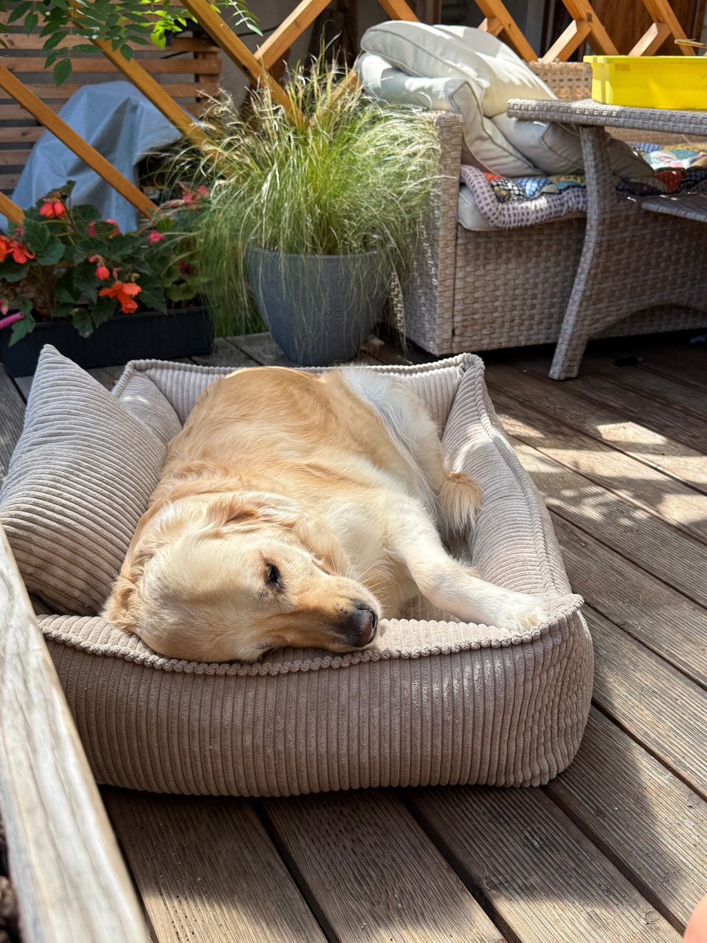 Canapé pour chien Lodie en velours côtelé rose, avec accoudoirs et dossier rembourrés