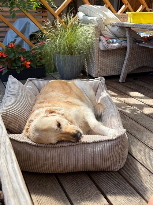 Canapé pour chien Lodie en velours côtelé beige vanille, avec accoudoirs et dossier rembourrés